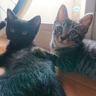 生後、約3ヶ月、キジトラと黒猫の兄妹