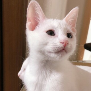 白猫の男の子♡人懐こく活発です！！