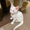 白猫の男の子♡人懐こく活発です！！ サムネイル2