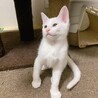 白猫の男の子♡人懐こく活発です！！ サムネイル3