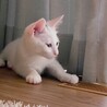 白猫の男の子♡人懐こく活発です！！ サムネイル4