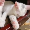 白猫の男の子♡人懐こく活発です！！ サムネイル5