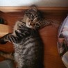 生後、約3ヶ月、キジトラと黒猫の兄妹 サムネイル3