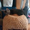 生後、約3ヶ月、キジトラと黒猫の兄妹 サムネイル4