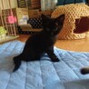 生後、約3ヶ月、キジトラと黒猫の兄妹 サムネイル5