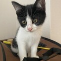 白黒ハチワレ男の子　里親決定!!