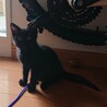 生後、約3ヶ月、キジトラと黒猫の兄妹 サムネイル7