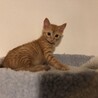 Tom