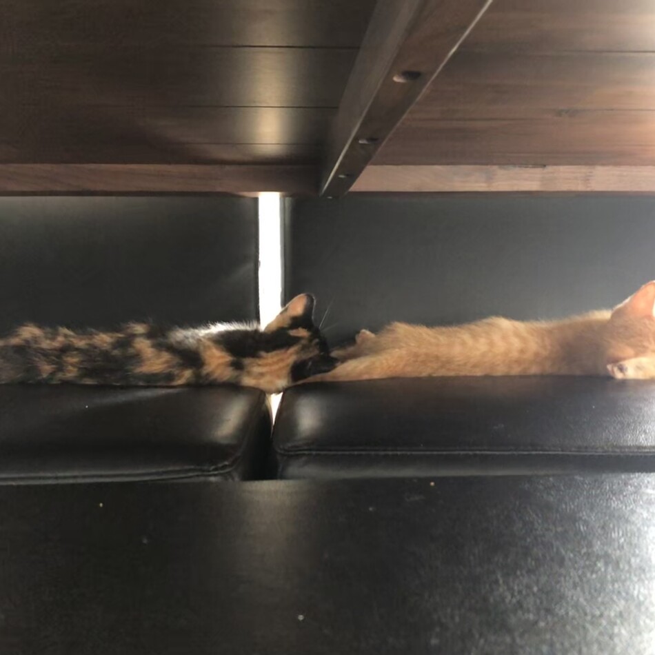 Tomのカバー写真