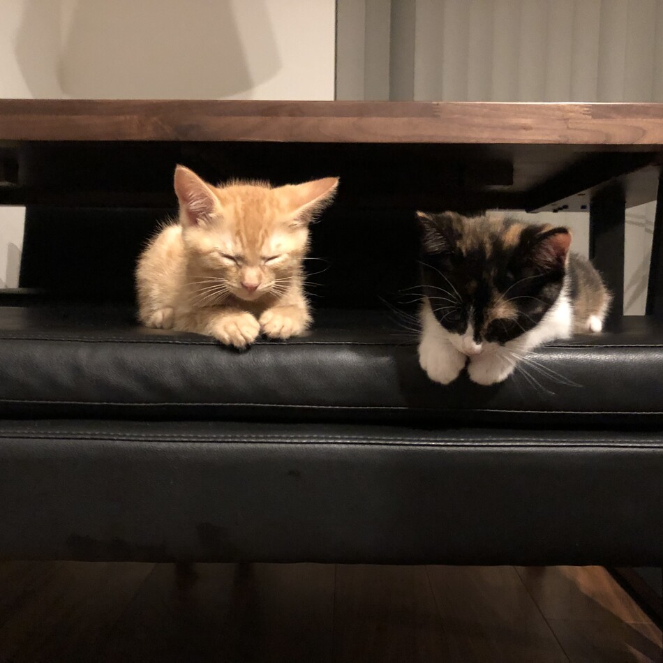 Jerryのカバー写真