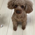 甘ったれのトイプードル♀ミクちゃん
