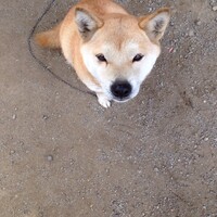 らん