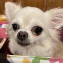 穏やかなチワワ♀エルフィちゃん