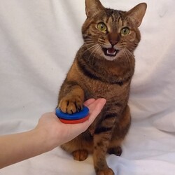 キャットフード「懐石zeppin」ｗｅｂサイト サムネイル3