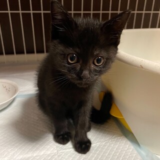 人慣れバッチリ。黒猫くろちゃん