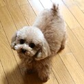 小粒なトイプードルの女の子♪(募集一時停止)