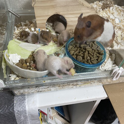 「赤ちゃんたちの晩ごはん」サムネイル2