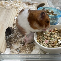 「赤ちゃんたちの晩ごはん」サムネイル3