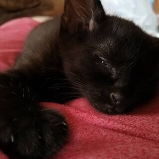 4月11日産。遊ぶの大好き！生後3ヶ月黒虎男の子