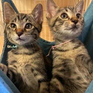 甘えん坊で元気な兄妹♪