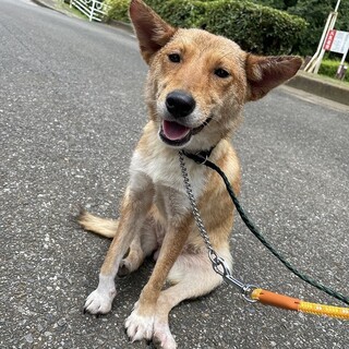 「こちゃ」女の子