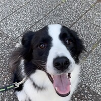 Charlie(チャーリー)