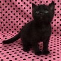 将来大物の予感がする黒猫