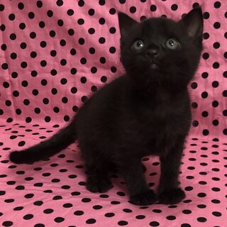 将来大物の予感がする黒猫