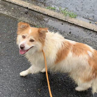 急募・雑種♀白茶