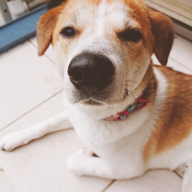 おとあこのカバー写真