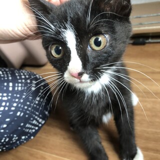 【こほり】おかげさまで里親様が決まりました。