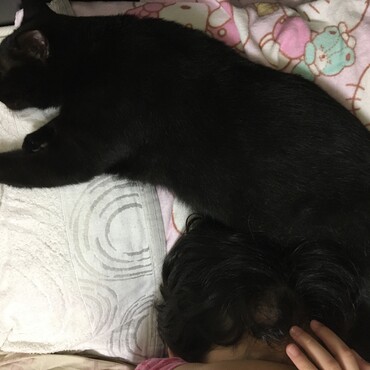 猫アレルギーの娘の枕元で寝るしゅうちゃんと、目を掻きむしる娘。