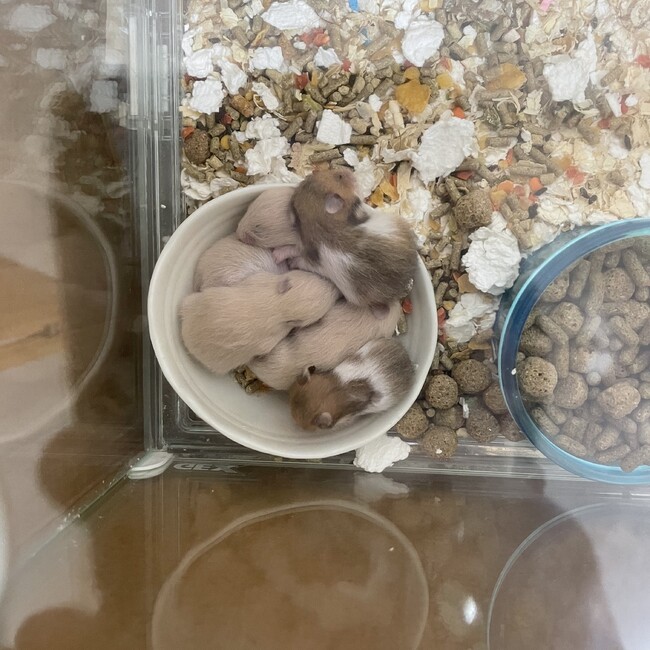 おりょう06のカバー写真