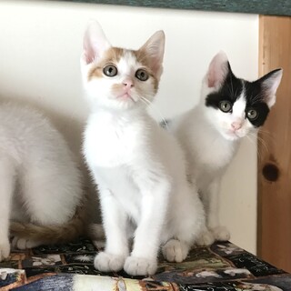 【8/15芝浦】初心者歓迎ふわふわ甘えん坊兄弟