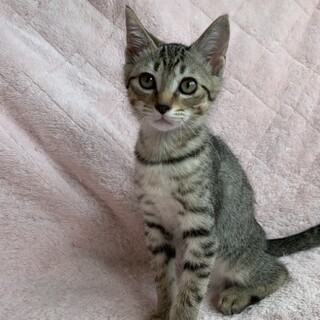 愛らしいキジトラ姉妹；三千ちゃん