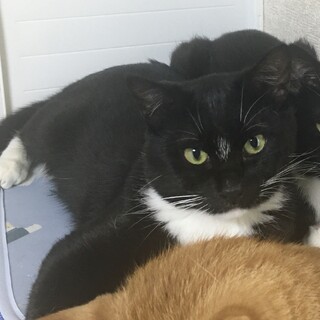 臆病な黒シロ君です。