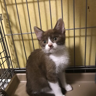 綺麗なブラウンの毛並みの女の子チェロちゃん