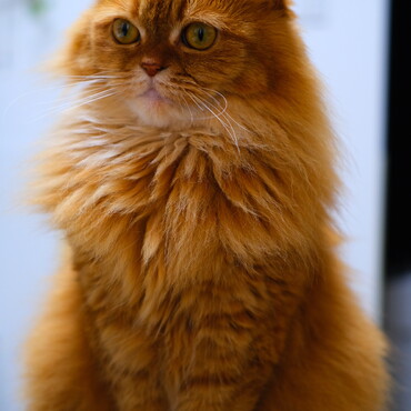 ビビの写真