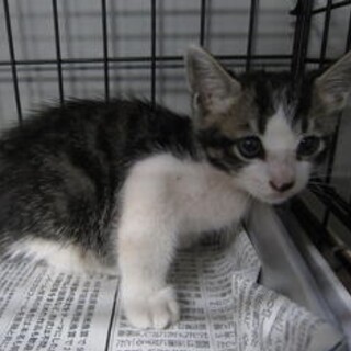 里親様にむかえられました。子猫♂057