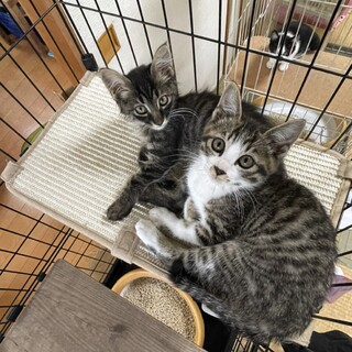 可愛い♪キジシロ&キジクロ兄弟♪