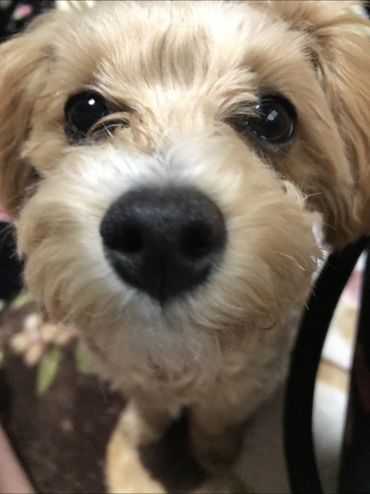 マルプー女の子 1歳 福岡県 犬の里親募集 ペットのおうち 月間利用者150万人