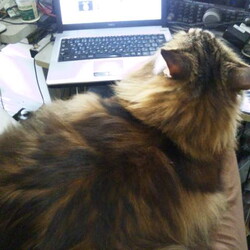 「猫のヒゲ疲れで食事をやめるという話は…」サムネイル3