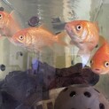 赤い大きめ金魚4匹貰って下さいませんか