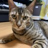 小梨