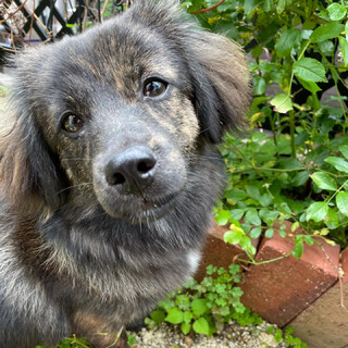 【募集一旦停止】車酔いが酷い子なのです