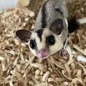 フクモモ男の子　