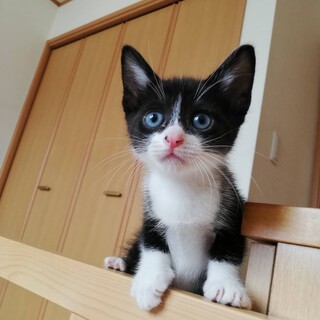 長めのソックスを履いた黒白柄の男の子ナギくん