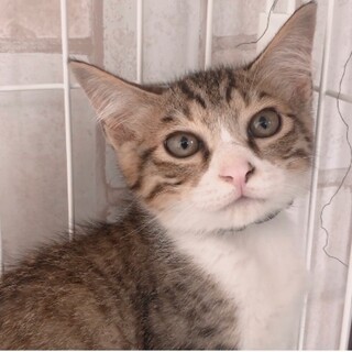 甘えんぼで可愛い✩.*˚生後3ヶ月のホクトくん