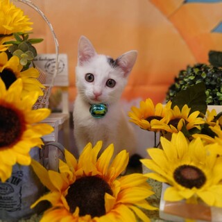 白黒子猫の女の子　　お耳ポイント柄が可愛い