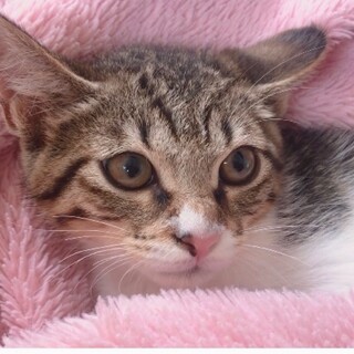 とっても美人さん、生後3ヶ月のフジちゃん♬